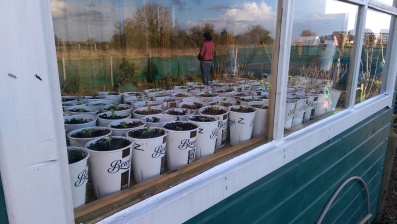 Reflection of a reflection...recycled coffee cups filled with germinating summer potential