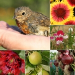 firewheels and poppies and peas and robins... monster images from the summer that is 2018 images compliments @janpaulkelly (aka Mrs. Dirtdigger)