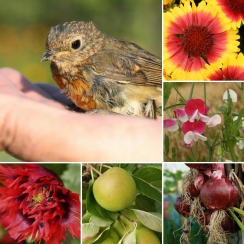 firewheels and poppies and peas and robins... monster images from the summer that is 2018 images compliments @janpaulkelly (aka Mrs. Dirtdigger)